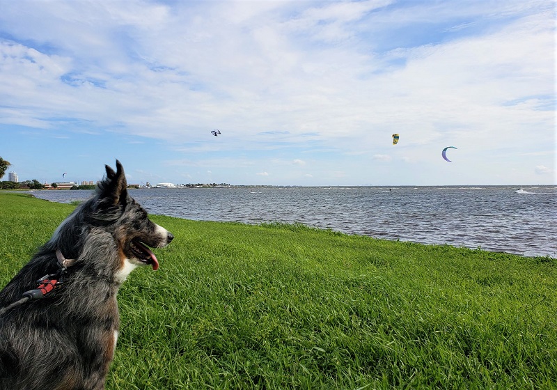 Dog at Lassing Park